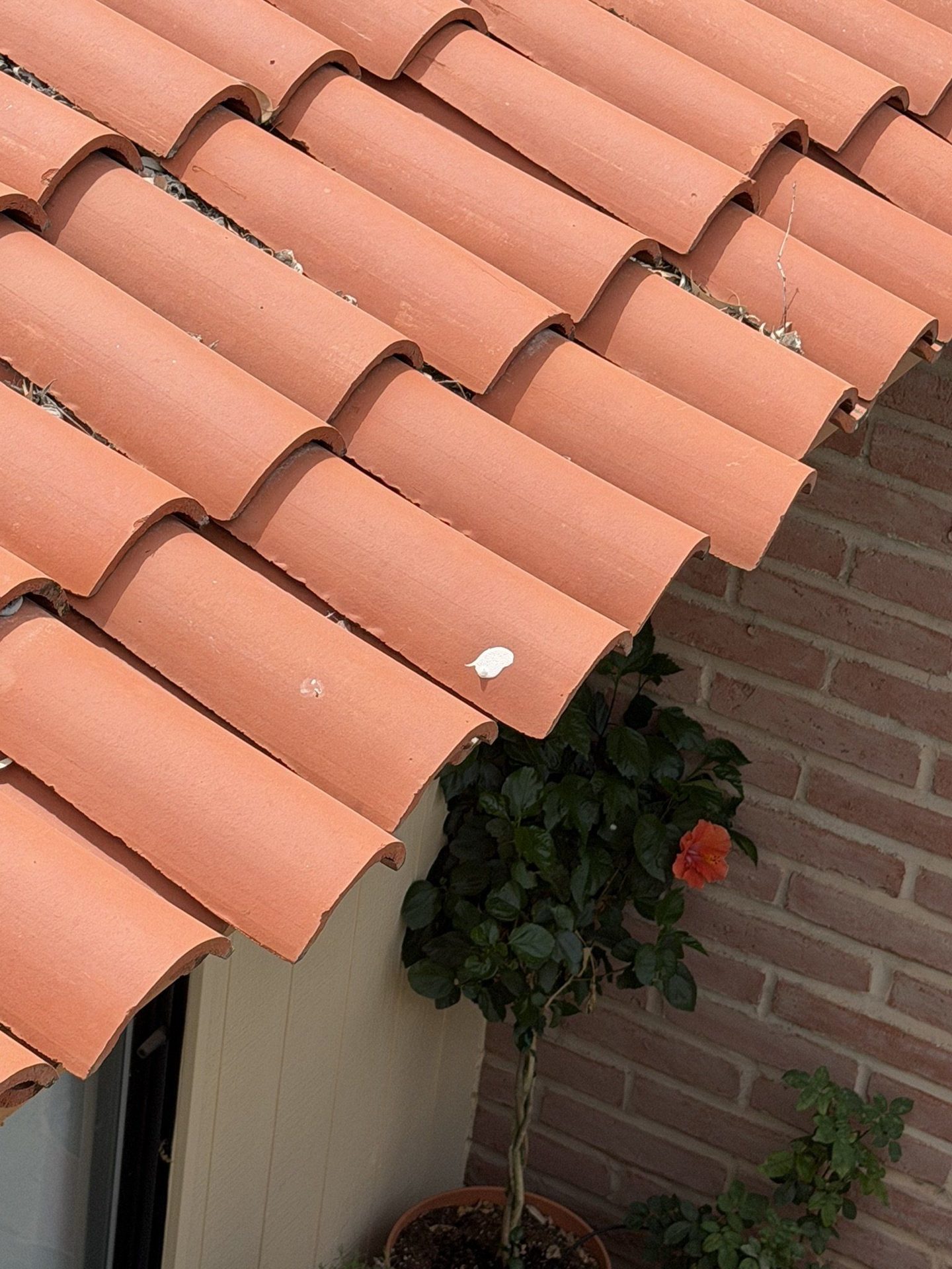 Clay tile eave over a brick wall with hibiscus